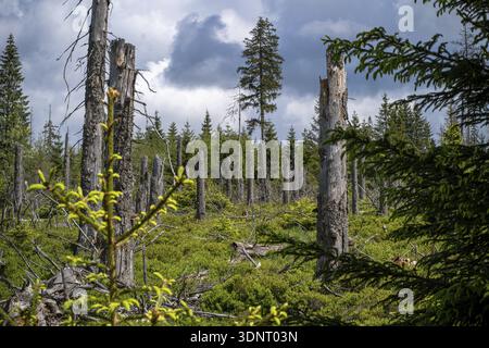 Standing dead spruce trees after bark beetle infestation on the Brocken, beginning natural rejuvenation under thunderclouds, Harz National Park, Germa Stock Photo