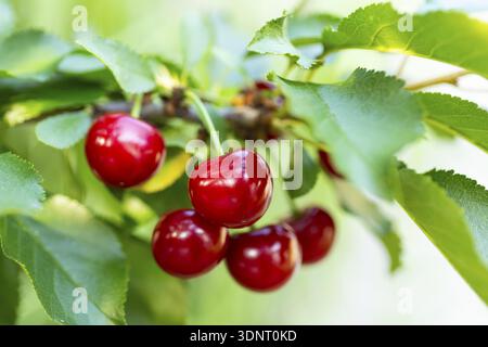 Sour cherries (Prunus cerasus) ripen on the cherry tree and glow red Stock Photo