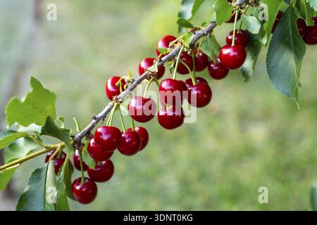 Sour cherries (Prunus cerasus) ripen on the cherry tree and glow red Stock Photo