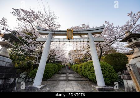 Shinto shrine, white Torii gate with cherry blossoms, Munetada