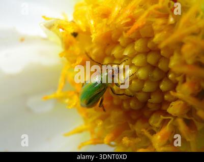 Green metallic leaf beetle feeding on yellow flower pollen macro photography. Stock Photo
