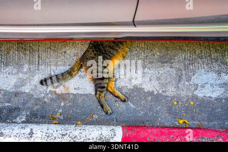 Cute grey gray black orange red white playful adorable cat kitty is sleeping lying and relaxing on the ground under a car vehicle because of the heat Stock Photo