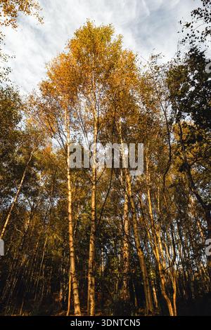 Low angle view of tall birch trees in autumn Stock Photo