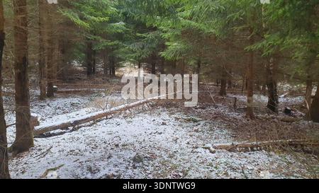 Green trees in winter forest. Much  snow and ice on the spruce branches in cold weather. Stock Photo