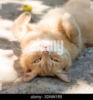 Cute Ginger Domestic Shorthair Relaxing on Back in Warm Sunlight, Playful Fluffy Pet Outdoors, Cozy Close-Up Portrait with Soft Focus Background Stock Photo