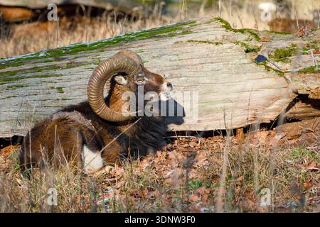 European mouflon ram lying beside fallen tree trunk Stock Photo