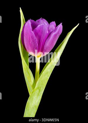 A solitary purple Tulip flower, photographed against a plain black background Stock Photo