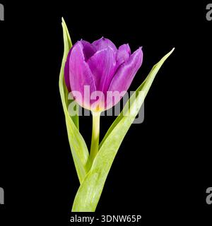 A solitary purple Tulip flower, photographed against a plain black background Stock Photo