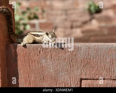 perched palm squirrel, looking down at camera, alert, in red stone background. Funambulus pennantii, urban wildlife in India Stock Photo