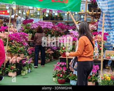 Feb 12, 2026 - Hong Kong, China: A vibrant, bustling flower market scene in Victoria Park, showcasing purple orchids and three elderly women. Stock Photo