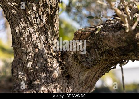 Close up of ancient olive tree trunk with textured bark in warm sunlight, Mediterranean nature detail and organic wood background. Stock Photo