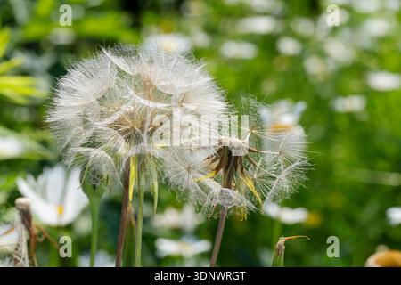 Wiesen-Bocksbart, Frucht, Früchte, Samen, Pusteblume, Wiesenbocksbart, Bocksbart, Tragopogon pratensis, Meadow Salsify, Showy Goat's-beard, Meadow Goa Stock Photo