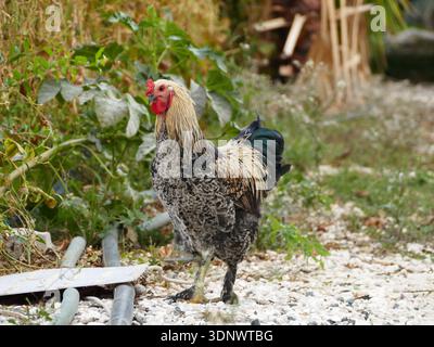 Dark Brahma chicken standing outdoors on a farm path Stock Photo