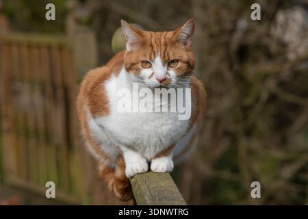 Male ginger and white cat (Felis catus) sitting on a fence rail in Dorset, UK Stock Photo