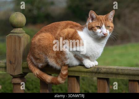 Male ginger and white cat (Felis catus) sitting on a fence rail in Dorset, UK Stock Photo