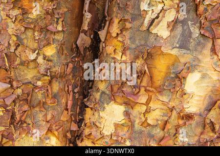 The peeling bark of a paperbark maple tree (Acer griseum) in Mapperton Gardens, Beaminster, UK Stock Photo