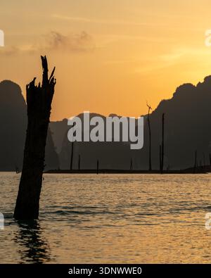 A lone submerged tree trunk stands in calm golden water at sunset, with layered limestone mountains silhouetted in the background at Cheow Lan Lake. Stock Photo