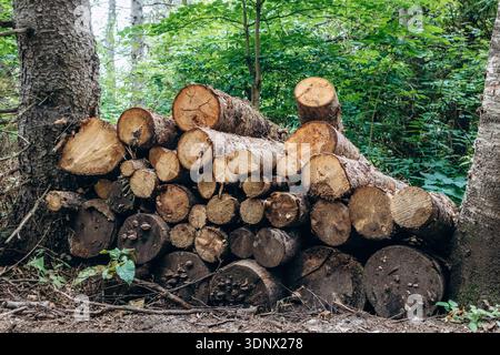 Stack of freshly cut logs piled along Eucher Trail in the forest of the Saguenay region Stock Photo