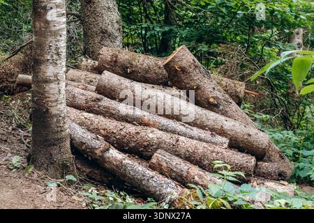 Stack of freshly cut logs piled along Eucher Trail in the forest of the Saguenay region Stock Photo