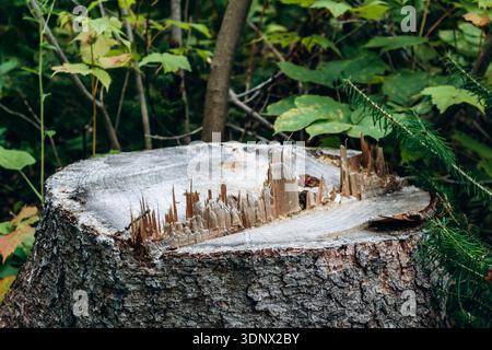 Freshly cut tree stump with sharp splinters in forest near Saguenay, Quebec Stock Photo