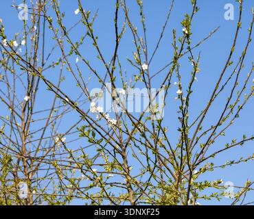 Thin tree branches with early spring buds and blossoms set against a clear blue sky. Stock Photo