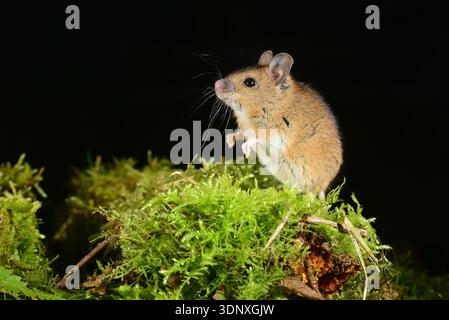 wood mouse apodemus sylvaticus Stock Photo