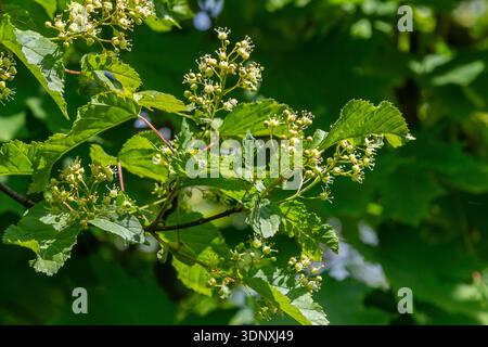 In spring small clusters of greenish-white flowers appear on the Acer tataricum branches surrounded by vibrant rounded leaves showcasing nature's beau Stock Photo