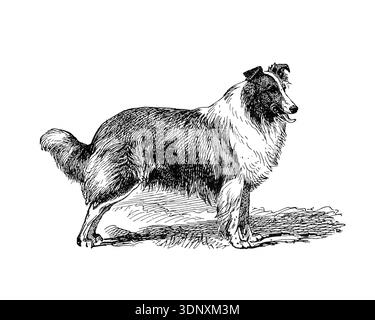 Dog illustration, hand made ink drawing, isolated on white background, realistic detailed fur, clean modern engraving style. Rough Collie Stock Photo
