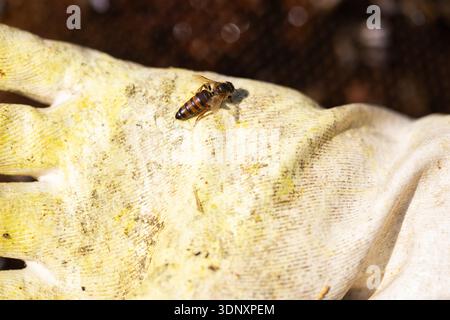 Close-up of a honeybee resting on a beekeeping glove, showcasing the importance of pollinators in sustaining ecosystems and supporting sustainable api Stock Photo