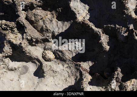 Close-up of intricate rocky formations with embedded shell fossils on an Asturian beach, highlighting nature's artistry and geological history in Spai Stock Photo
