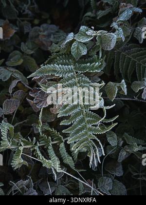 Close-up of frost-covered fern leaves in a dense forest setting, capturing the delicate patterns of ice crystals on the foliage, highlighting the beau Stock Photo