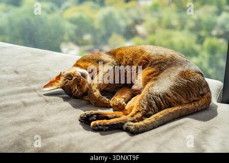 An Abyssinian cat is peacefully napping on a sunny window seat. Its sleek, golden brown coat is illuminated by the sunlight, creating a cozy home atmo Stock Photo