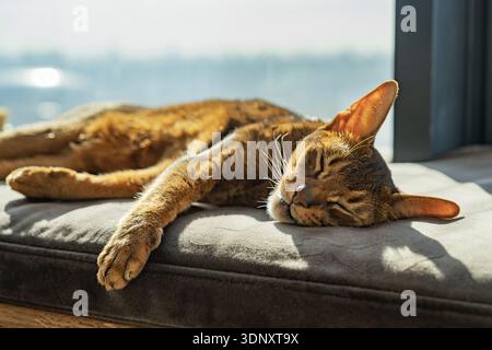 An Abyssinian cat peacefully enjoys a sunlit nap on a windowsill, showcasing its sleek coat and relaxed demeanor. The cozy setting enhances the warmth Stock Photo