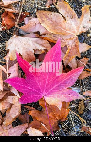 Captivating image of vibrant autumn leaves, featuring a prominent pink maple leaf amidst a sea of fallen orange, brown, and beige foliage on the fores Stock Photo