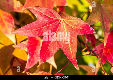 Close-up of vibrant red and orange autumn leaves illuminated by sunlight. The detailed texture and veins highlight the beauty of fall colors in a natu Stock Photo