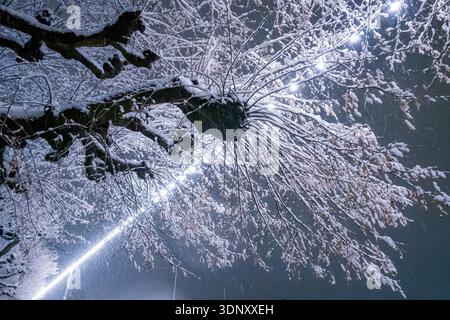 Low angle of snow-laden branches extend under the gleam of streetlights during a nighttime snowstorm. The scene captures the serene and magical winter Stock Photo