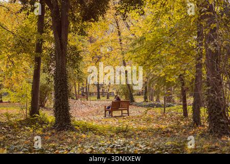 A woman sitting on a bench in a park covered with dry leaves, surrounded by trees and hedges, contemplating the beautiful autumn season surrounded by Stock Photo