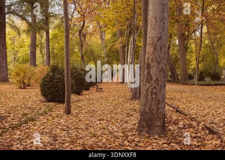 An autumnal path enveloped in a thick carpet of dry leaves in ochre and yellow tones. Green hedges and trees line the walkway, embodying the essence o Stock Photo