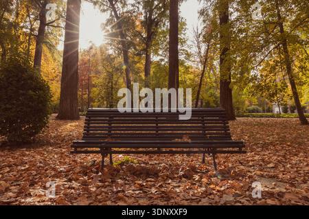 A solitary park bench sits amidst fallen autumn leaves, bathed in the warm glow of sunlight streaming through tall trees, creating a serene and peacef Stock Photo
