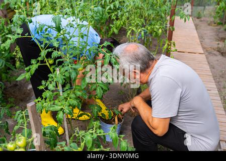 Middle-aged individuals working together in a greenhouse garden, carefully tending to tomato plants. The scene depicts collaborative gardening in a lu Stock Photo
