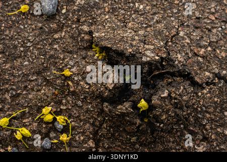 Cracked asphalt with small yellow flower petals and pebbles - macro texture from Czech countryside. Stock Photo