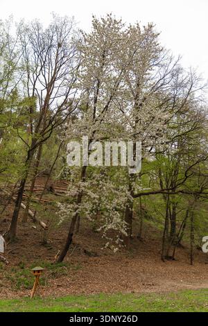 Spring blooming cherry tree in forest clearing with wooden bird feeder on tripod, Czech countryside Stock Photo