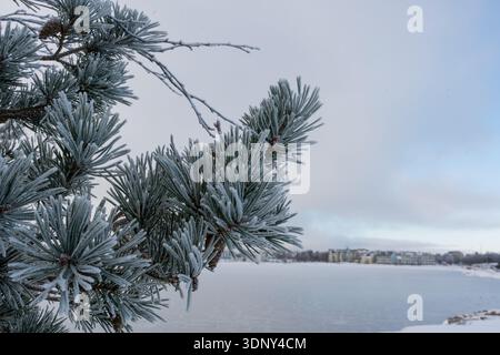Pine tree branches covered in frost overlook a frozen body of water with distant buildings under a cloudy sky Stock Photo