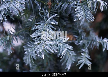 Macro view of pine tree branches coated with frost, showcasing intricate ice crystals on the needles against a blurred background Stock Photo