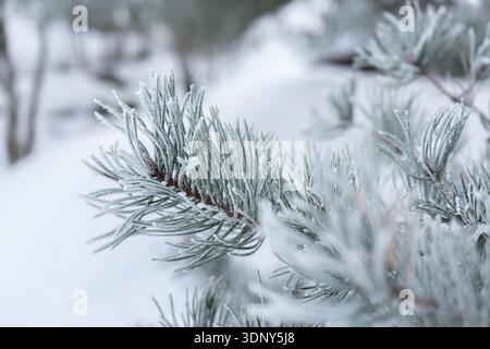 Delicate frost crystals cling to evergreen pine needles, creating a serene winter scene with a bokeh effect in the background Stock Photo