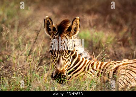 a gangly, wild baby Grévys zebra in Africa poses in the bushes, with the sun behind it. Stock Photo