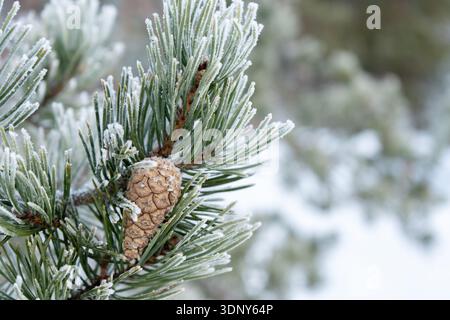 Close-up of a pine cone on a frosted pine branch in winter Stock Photo
