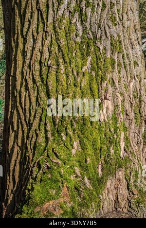 Close-up of a large tree trunk with thick, wavy bark partially covered in green moss, highlighting natural texture and detail. Stock Photo