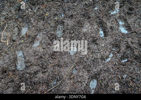 Deep footprints filled with rainwater in a muddy trail, creating an abstract pattern in a wet, swampy outdoor area. Stock Photo