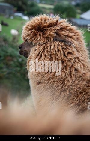 Close-up profile of an alpaca with thick reddish-brown fur on an Irish farm. Rustic animal portrait set against a lush green countryside Stock Photo